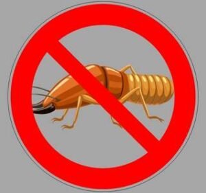insects | green power pest control
