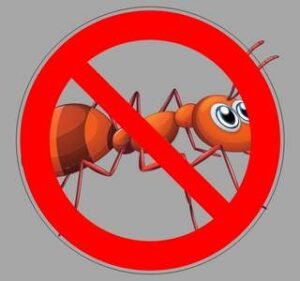 ants| green power pest control